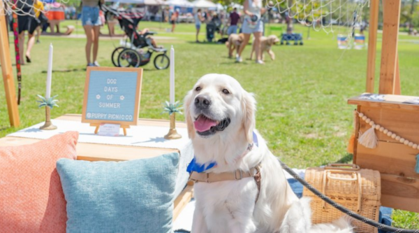 A dog sits on a little couch during an outdoor downtown event