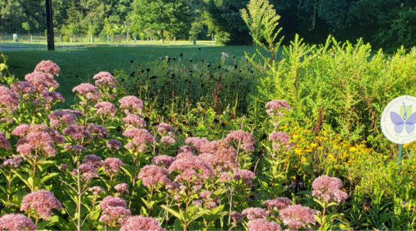 Pollinator garden full of pink flowers